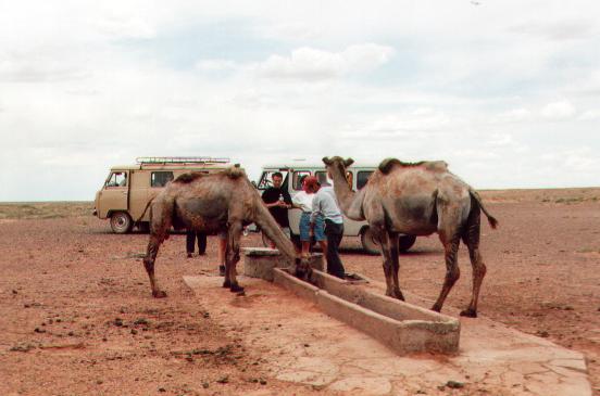 De kamelen en onszelf van water voorzien